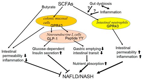 Diseases Free Full Text Role Of Gut Dysbiosis In Liver Diseases