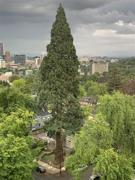 How many feet in a building story? This grandfather tree is as tall as my twelve story ...