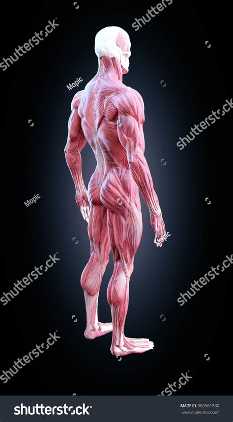 Detailed Muscle Human Anatomy Illustration Stock Illustration 380561830
