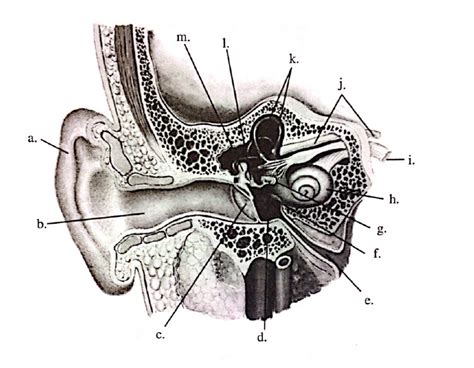 Anatomy Of The Ear Part 2 Quiz 1 Diagram Quizlet