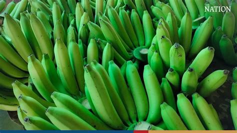 Thai Banana Producers Urged To Target Japanese Market