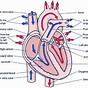 Heart Diagram Quizlet