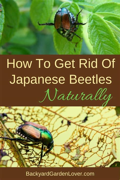 Mylar balloons that are shiny work great, but you can also use it is important for gardeners to learn how to get rid of birds. How To Get Rid Of Japanese Beetles And Save Your Garden