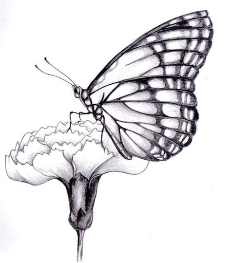 Butterflies need sun to fly. Butterfly Drawing Reference and Sketches for Artists