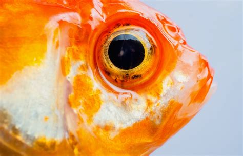 The History Of A Fish Can Be Traced Through Its Eyes •