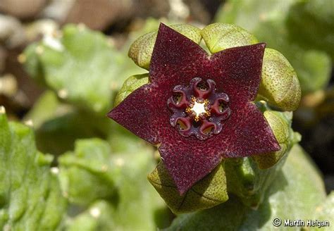 Caralluma Hexagona Flower By Martinheigan Via Flickr Desert Flowers