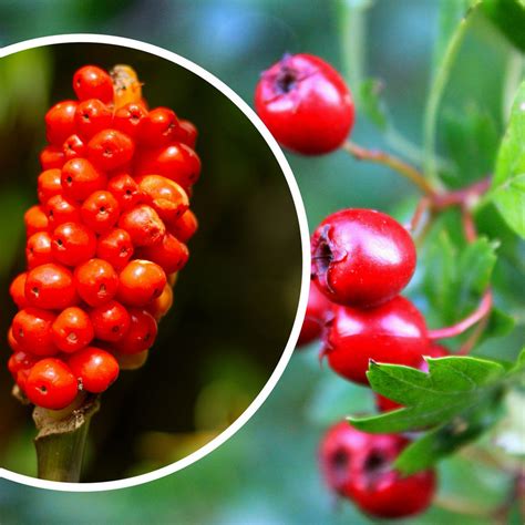 Tree With Small Red Berries Uk Morton Treadway