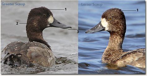 Greater Scaup Vs Lesser Scaup Detailed Identification Guide
