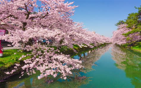 Miyajima western japan hd japanese. Cherry Tree Rose Flowers Green River Kawazu Town In Japan ...