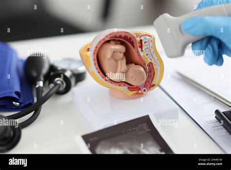 Human Fetus Ultrasound Hi Res Stock Photography And Images Alamy