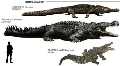 Size And Scale Of Giant Crocodileskin Approximations Prehistoric