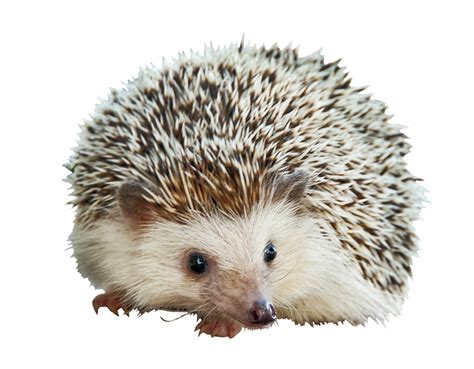 Hedgehog Clip Art Image Cartoon Hedgehog Png Images