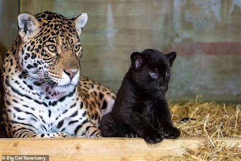 Une Femelle Jaguar Noire Rare Est Née Au Big Cat Sanctuary