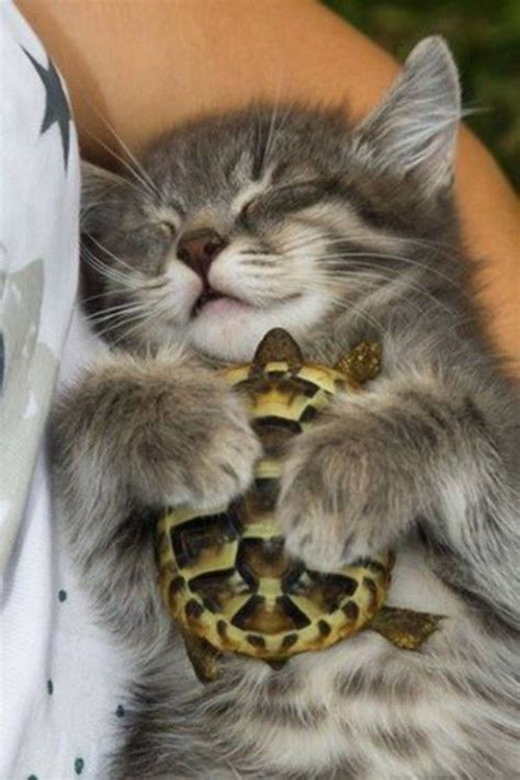 A Small Kitten Is Holding A Snake In Its Paws While Being Held By