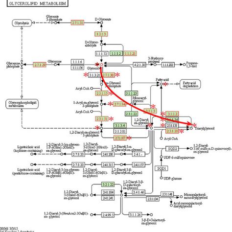 Glycerolipid Metabolism Pathway With Metabolites And Genes Of Interest