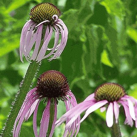 Has been added to your cart. Echinacea simulata (Wavy-Leaf Purple Coneflower ...