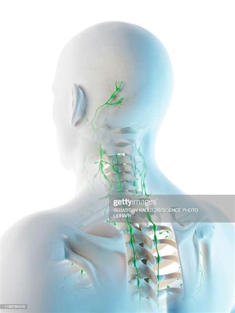 Lymph Nodes Of The Head And Neck Illustration High Res Vector Graphic