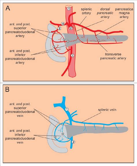 In abdominal surgery, understanding of blood vessel structure concerning with a target organ is very important. Major blood vessels of the pancreas. (A) Arteries. 1 ...