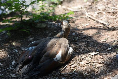 Dead Geese Found At Joburg Zoo Lake The Citizen