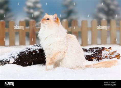 Neva Masquarade Male Red Tabby Point White Siberian Forest Cat Neva Masquerade Stock Photo