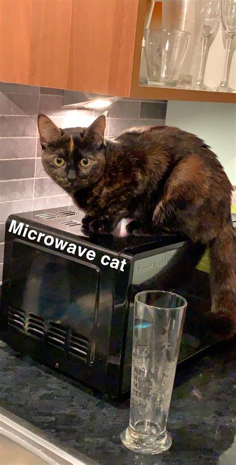 Microwave Cat Rcats
