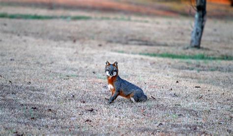 Red And Gray Fox In North Carolina While Out Driving I Fo Flickr