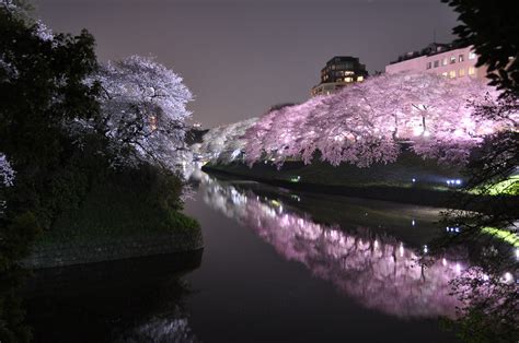 Chidorigafuchi Night Cherry Blossom