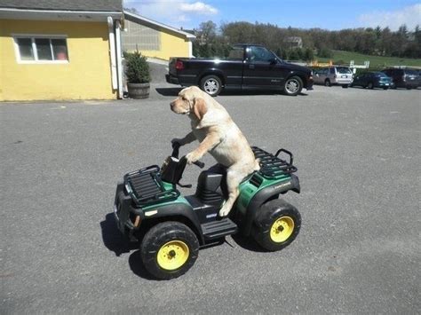 Dog Driving A Tractor Funny Picture Dog Breeders Guide