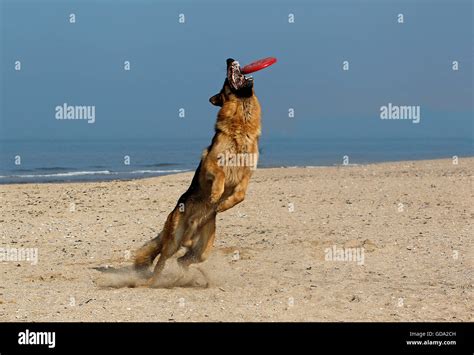 Male Catching Frisbee High Resolution Stock Photography And Images Alamy