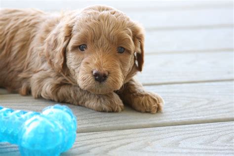 Akc registered cuddly, very loving, and smart. F2b Mini Goldendoodle Puppies For Sale Near Me