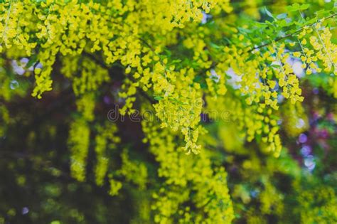 Beautiful Yellow Blooming Tree Laburnum Voisii Golden Rain Stock Photo