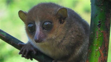 The world's newest primate species has lovely eyes