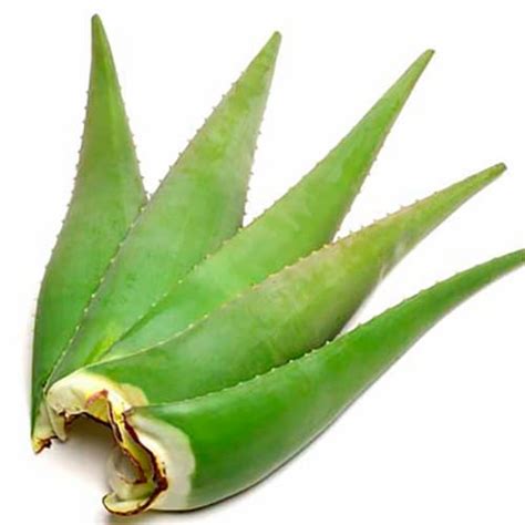 Aloe Vera Leaves 1 Ct Marianos