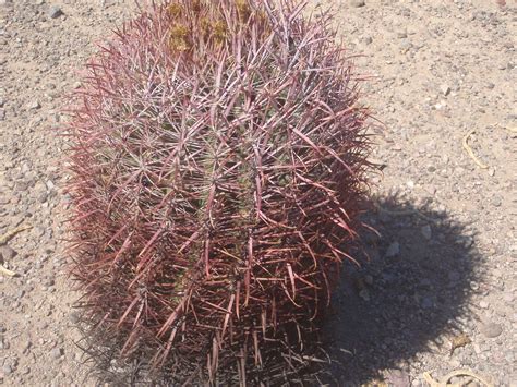 Can they live for centuries? Arrival in the Desert - Quartzsite Arizona