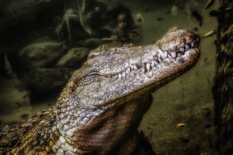 Krokodil Foto & Bild | tiere, zoo, wildpark & falknerei, wasser Bilder auf fotocommunity