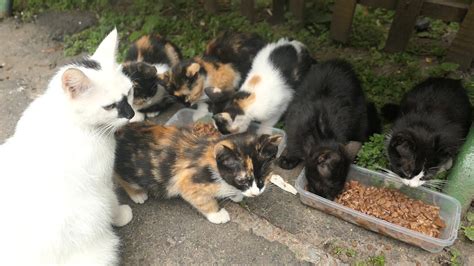 6 Kittens With Mother Cat And Stray Dog So Hungry Youtube