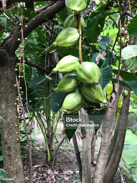 Buah Barringtonia Asiatica Atau Putat Atau Pohon Racun Ikan Atau Pohon Racun Laut Foto Stok