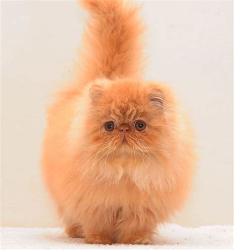 Almathea All About Me Red Persian Almathea Persians Solid And Smoke