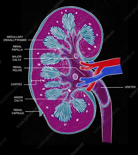 Cross Section Of Right Kidney Stock Image F0316575 Science Photo