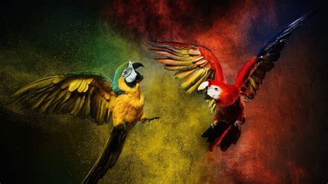 Blue And Gold Macaw Wallpaper