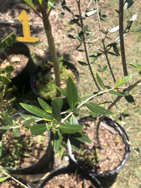 Can Someone Please Help Me Id Chemlali From Leccino Olive Trees