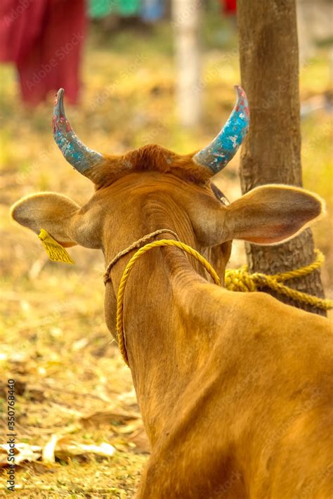 Red Cow Sitting Down With Blue Painted Horns On Shot Of Behind The Cow Indian Cow Horns Color