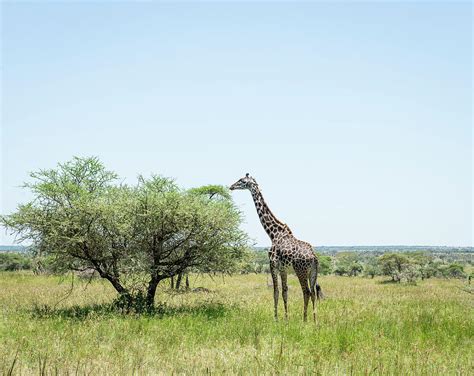 African Giraffe In Its Natural Habitat Photograph By Chris Levesque