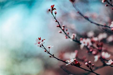 Spring Photography Ideas Tips And Example Photographs