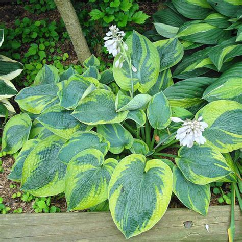 Crin De Toamna Hosta Frances Williams 1buc Planterraro Viata Pe Verde