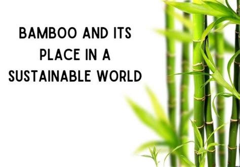 Bamboo And Its Place In A Sustainable World