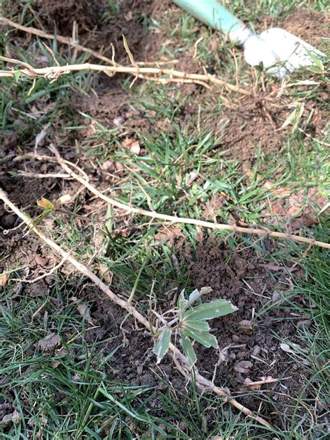 Bamboo Grass Weed Rhizome In The Plant Id Forum