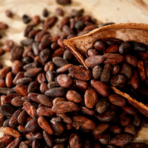Sundried Fermented Cocoa Beans Currently Out Of Stock Le Cocoa