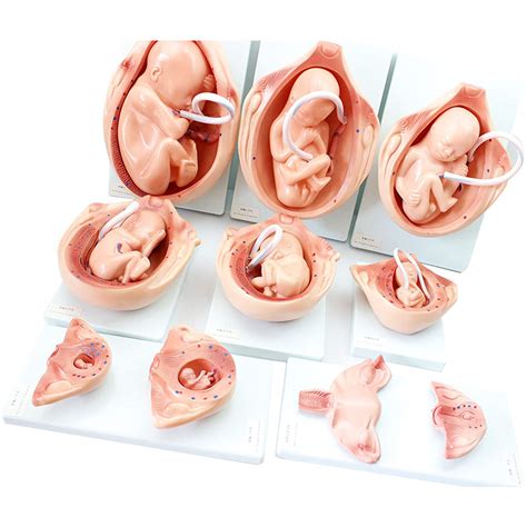 Buy Human Pregnancy Series Human Fetal Development Process Model Set