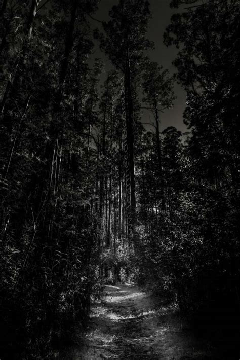 Black Spur Rainforest Monochrome 081 Leanne Cole